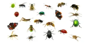 أضرار الحشرات على الصحة العامة ودور شركات مكافحة الحشرات في الوقاية منها