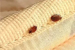 مكافحة البق في دبي