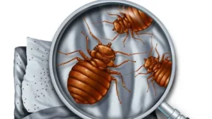 افضل شركة مكافحة بق الفراش في الشارقة بأفضل الأسعار