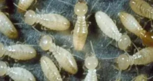 شركة رش النمل في أبوظبي