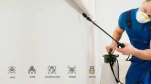 شركة رش مبيدات في المنازل الشارقة