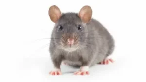 التخلص من الفئران في دبي بأساليب آمنة وفعالة
