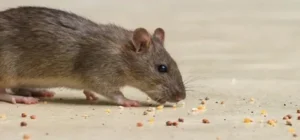 شركات مكافحة القوارض الامارات