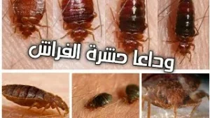 شركة مكافحة حشرات رش صراصير ونمل وبق الفراش آمن في الإمارات