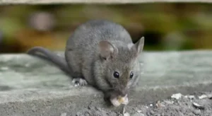 شركة مكافحة فئران