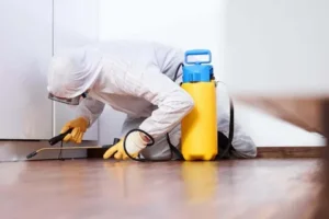 مكافحة الحشرات في دبي خدمة 24 ساعة إبادة فعالة