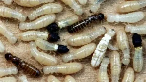 مكافحة النمل الأبيض