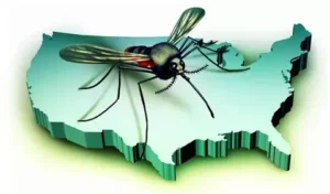 شركة مكافحة الحشرات بالامارات