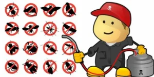 مكافحة الحشرات المنزلية الامارات