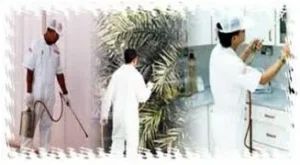 شركة مكافحة حشرات في الإمارات مع ضمان