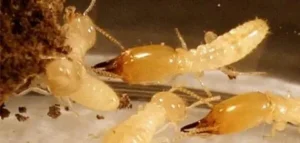 شركة مكافحة النمل الأبيض في الإمارات