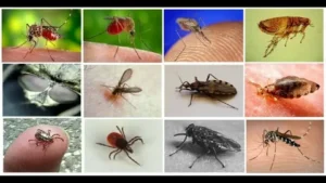 طرق مكافحة الحشرات الآمنة للأطفال والحيوانات الأليفة