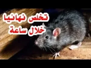 طرق مكافحة الفئران الحديثة