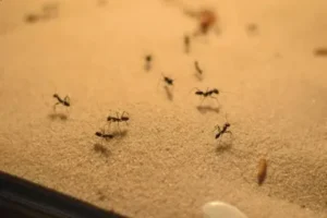 مكافحة بق الفراش في دبي بأسعار مناسبة