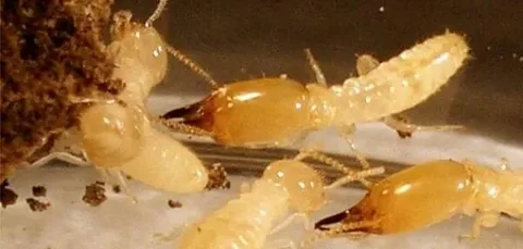 شركة مكافحة النمل الأبيض في الإمارات